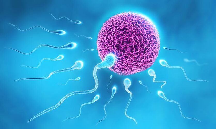 spermatozoizii în compoziția lubrifiantului la bărbați