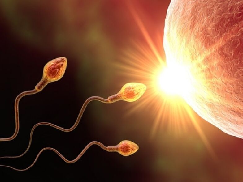 Spermatozoizii
